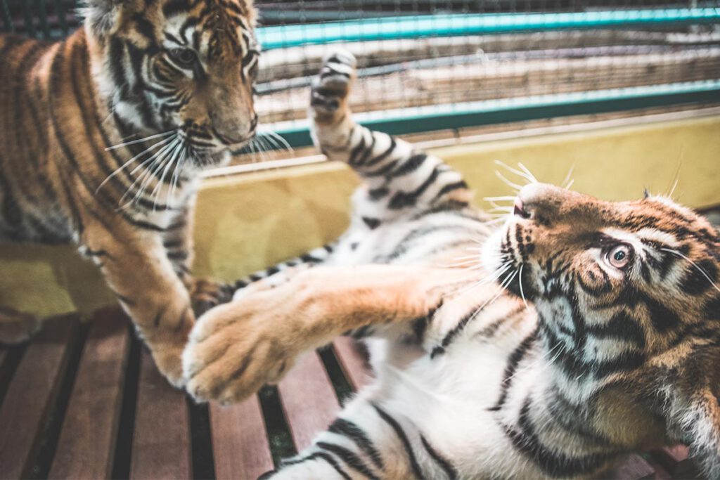 Thailand Rundreise Chiang Mai Tiger Kingdom