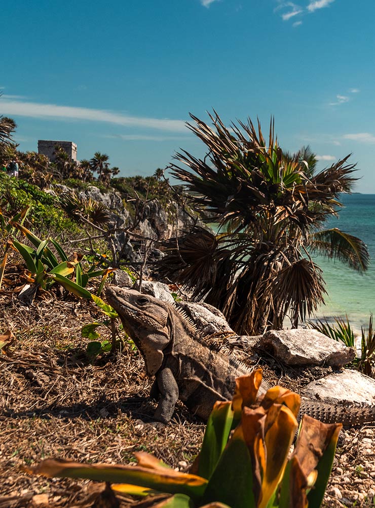 Mexiko Rundreise Ruinen von Tulum